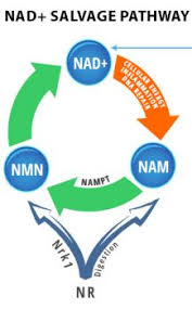 Supplementation To Boost Nad Template Alive By Nature All About Nad