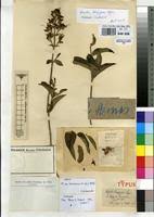 Image result for Dissotis brazzae