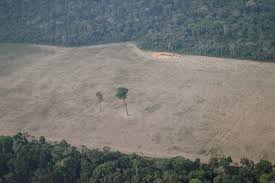 Conheça mais a fundo essa data tão importante por meio destas mensagens e contribua para o dia mundial do meio ambiente! Meio Ambiente Tem R 240 Milhoes Do Orcamento Vetados Um Dia Apos Promessa De Bolsonaro Em Cupula Natureza G1