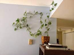 Discover 66 free climbing plants png images with transparent backgrounds. Eye Catching Indoor Climbing Plants Indoor Vines Indoor Climbing Plants Plant Decor