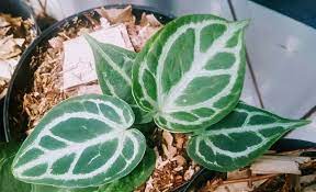 Nama ilmiah atau nama latin : 11 Tanaman Hias Daun Yang Paling Populer Bukareview