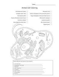 Biologycorner com animal cell coloring through the thousands of photos on the internet with. Lc 1378 Labeled Animal Cell Diagram Black White Wiring Diagram
