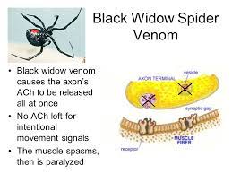 Antivenin black widow spider official prescribing information for healthcare professionals. Bite Me Neurons Synapses And The Venomous Creatures That Take Advantage Of Them Ppt Download
