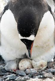 Nevertheless, you can help aquatic snails to hatch by gently scraping the eggs into the breeder and swishing them around in the water until the egg dissolves and the baby snail comes out. How Do Penguins Keep Their Eggs Warm Penguins Blog