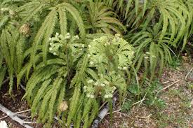 Image result for Sticherus flagellaris