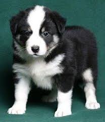 Black And White Border Collie Mix Domino Ontario Purebred Border Collies Breeders Of Family Raised Border Collie Puppies Blac Australian Shepherd Australian Shepherd Training Working Dogs