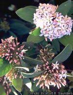 Image result for Acokanthera laevigata