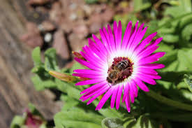 Maybe you would like to learn more about one of these? Bee Kind This Summer 10 Tips To Get Bees Into Your Garden