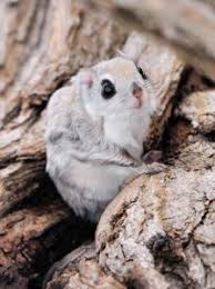 Check spelling or type a new query. Dwarf Flying Squirrel For Sale Online Shopping