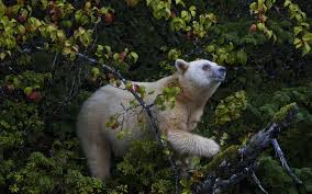 April and the bear is one of ireland's leading interior + lifestyle stores, filled to the brim with eclectic homewares, exclusive art prints, gifts and beautiful furniture. Kermode Bear Wallpapers Wallpaper Cave