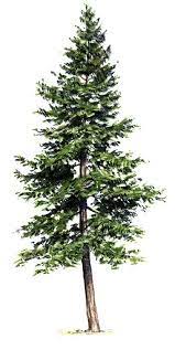 Eastern Hemlock Pine Tree Drawing Tree Tattoo Color Evergreen Tree Tattoo