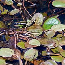 Image result for Potamogeton richardii