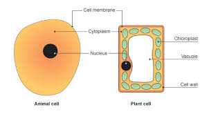 Animal cells have a basic structure. All Categories Goojump
