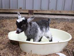 There's no need to give your newborn a bath every day. Skate Rumple Orkney On Twitter Cute Goats Baby Goats Goats
