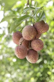 Maybe you would like to learn more about one of these? Can You Grow Lychee In Pots Keeping A Container Grown Lychee Tree