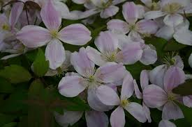 Maybe you would like to learn more about one of these? Clematis Pink Perfection And Other Roses You Can Buy At The Online Shop Of Rosen Direct De