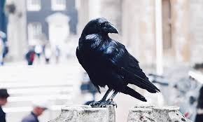 This how i always see them in my yard. 12 Tips On How To Attract Crows To Your Yard 2021 World Birds