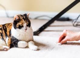 You may think cat vomit is an odd topic for a video, but the fact is, many cats throw up. Cat Throwing Up Here S Why And What To Do Petmd