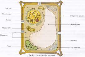 Animal cells do not have a cell wall. What Is The Main Difference Between Plant And Animal Cells A Plus Topper