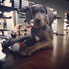 Pin Von Emmie Auf Disney Star Friends Deutsche Doggen Doggen Welpen Tiere