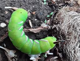 Maybe you would like to learn more about one of these? Hawk Moths
