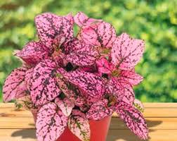 Image result for Hypoestes sp. aff. aristata B
