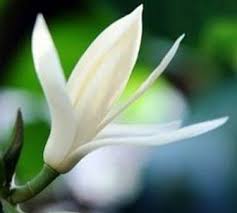 Itulah mengapa bunga cempaka alias kembang kantil ini dijadikan riasan pengantin wanita jawa. Jenis Dan Manfaat Bunga Kantil Bagi Kesehatan Dan Kecantikan