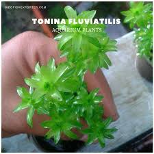 Image result for Limnophila fluviatilis