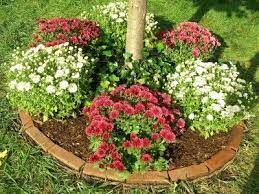 Growing Chrysanthemum Flowers How To Care For Mums Planting Mums Chrysanthemum Care Mums Flowers