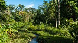 We will walk through the venus loop,. Windsor Nature Park A Lesser Known Hike To Macritchie In Singapore