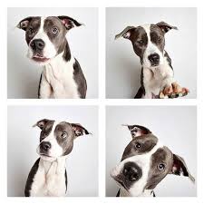 If You Don T Wanna Adopt These Dogs After Their Photo Booth Sessions You Re Crazy Dog Adoption Dogs Dog Help