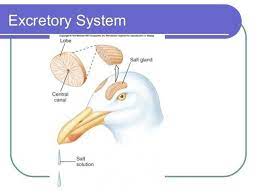 Biology Lesson Excretion System Of Aves Steemit