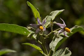 Image result for Solanum tettense