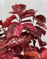 Image result for Acalypha lanceolata