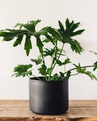 Image result for Thaumatophyllum