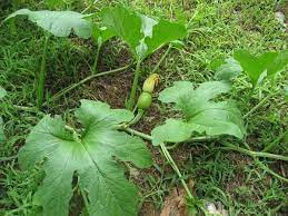 Can You Eat Pumpkin Leaves Pumpkin Leaves Growing Pumpkins Garden Design