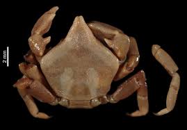 Image result for Pycreus cuanzensis