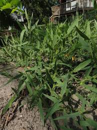 Image result for Panicum pilgeri