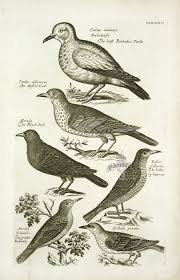 Willughby Bird Prints 1678 From The Ornithology Of Francis Willughby