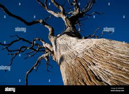 Image result for Androstachys johnsonii