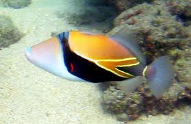 Concrete coring co of hawaii. Reef Triggerfish Wikipedia