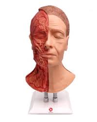 Facial Injection Manikin