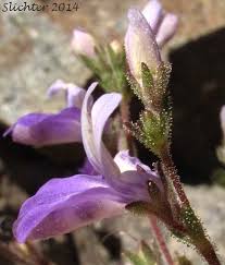 Image result for Nesaea linearis