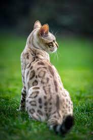 Most Amazingly Beautiful Cat Breeds In The World Catbreeds Cats In 2020 Bengal Cat Beautiful Cats Pretty Cats