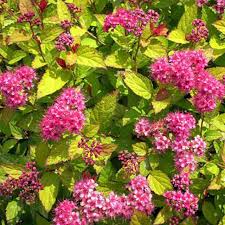 Image result for Spiraea bumalda