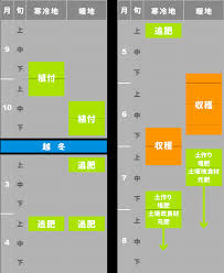 にんにく栽培 植え付け時期から収穫まで 青森県産にんにく栽培 通販 農業生産法人株式会社よしだや