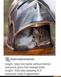 A Thedreadpiratejames Knight Rides Into Battle Without Helmet Everyone Gives Him Strange Looks Knight Kitty Was Sleeping In It Everyone Nods In Agreement In 2020 Cat Memes Cute Funny Animals Animals