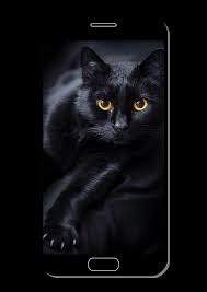 Cute cat desktop background 1920×1200. Cat Wallpaper Hd 4k For Android Apk Download