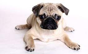 Available colors include fawn, black, white, brindle, merle, chocolate, pied , black and tan, we also have fluffy long hair pugs. Free Desktop Pug Wallpapers Wallpapers Backgrounds Images Art Photos Famous Dogs Pug Wallpaper Pugs
