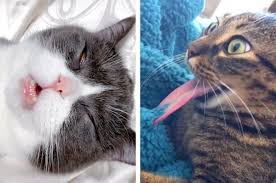 19 Cat Videos On Tiktok That You Need To See
